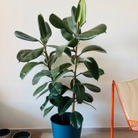 Pianta