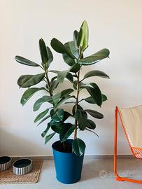 Pianta