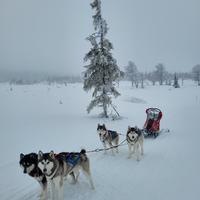 Siberian Husky monta