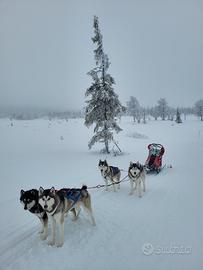 Siberian Husky monta