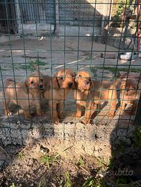 Cuccioli basset de Bretagna