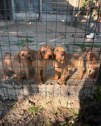 Cuccioli basset de Bretagna
