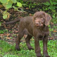 Cucciola di Bracco / Lagotto da tartufo