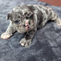 Bulldog francesi blu tan merle
