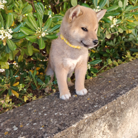 Cuccioli di shiba inu