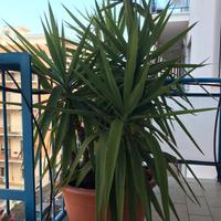 Tronchetto della felicita’