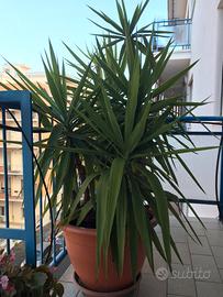 Tronchetto della felicita’