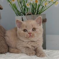 British Shorthair ENFI
