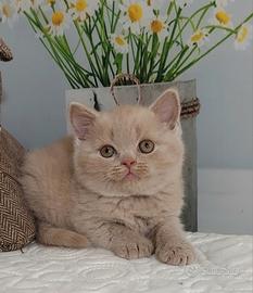 British Shorthair ENFI