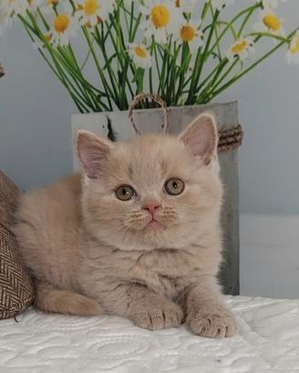 British Shorthair ENFI