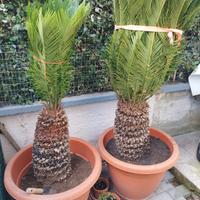 cycas 