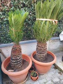 cycas 