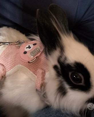 Coniglietti nani Testa di Leone Maschi e Femmine