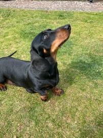 Cucciolo bassotto maschio