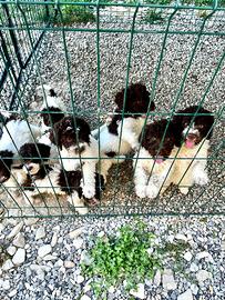 Cuccioli di lagotto