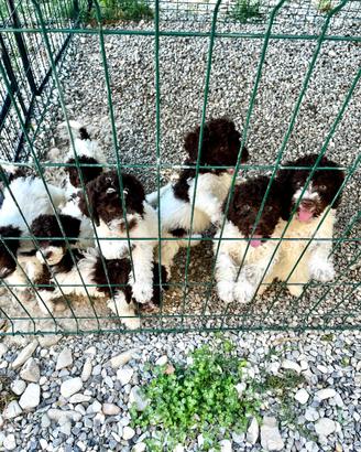 Cuccioli di lagotto