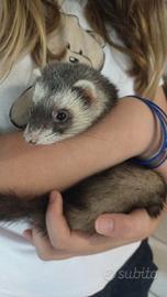 furetto 