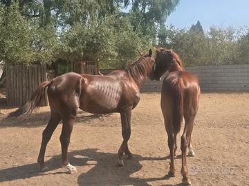 Cavallo