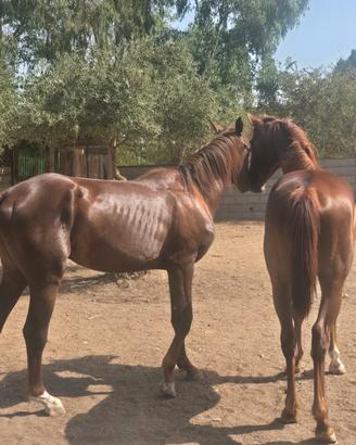 Cavallo