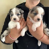 Cuccioli di australian shepherd