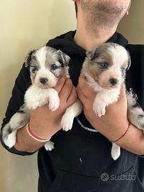 Cuccioli di australian shepherd