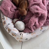 Pinscher