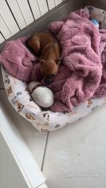 Pinscher