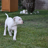 Splendida cucciola di dogo argentino