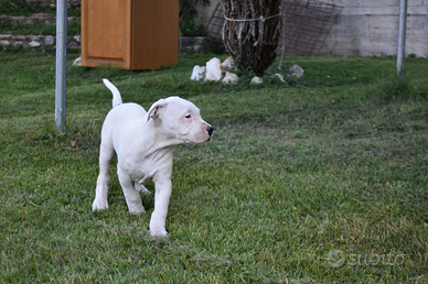 Splendida cucciola di dogo argentino