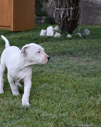 Splendida cucciola di dogo argentino