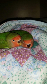 Pappagalli inseparabili allevati a mano
