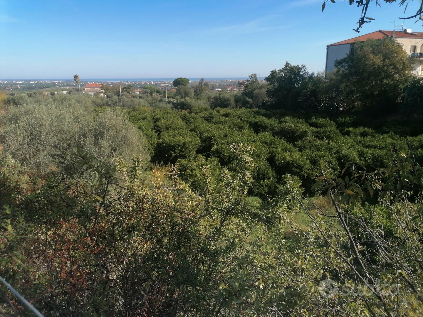 Terreno vicinissimo allo Scalo di Corigliano - Vista 5
