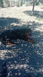 Regalasi cucciolona di ROTTWEILLER