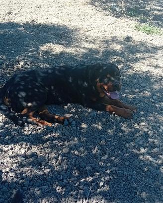 Regalasi cucciolona di ROTTWEILLER