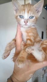 Cuccioli rossi di gatto siberiano
