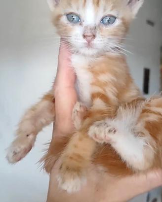 Cuccioli rossi di gatto siberiano