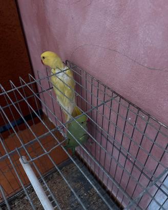 Pappagalli