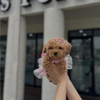 Cucciola barboncina toy albicocca