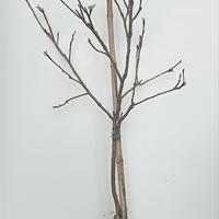 Piante di Mela Golden