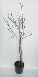 Piante di Mela Golden