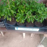 Vasetti di peperoncino rosso 