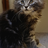 Cucciolo di Maine Coon linea estera