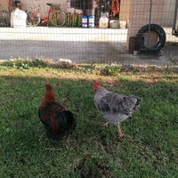 Galli da riproduzione