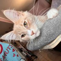 Maine Coon femmina