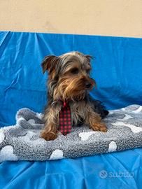 Cuccioli piccola taglia PREZZO A PARTIRE DA