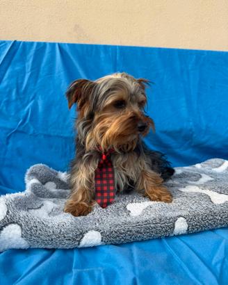 Cuccioli piccola taglia PREZZO A PARTIRE DA