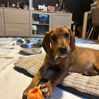 ANNIE cucciola di 5mesi. Aspetta solo TE