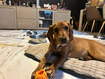 ANNIE cucciola di 5mesi. Aspetta solo TE