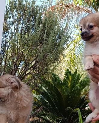 Chihuahua toy pelo lungo
