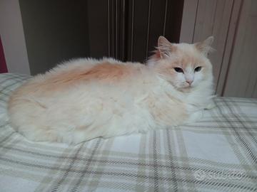 Gatto razza ragdoll